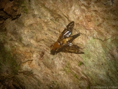 Austrorioxa acidiomorpha