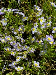 Porterella carnosula