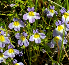 Porterella carnosula