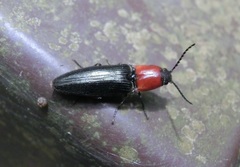 Ludioschema obscuripes