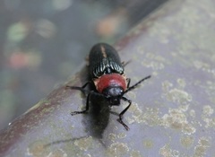 Ludioschema obscuripes