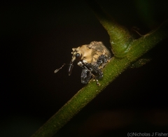 Brachyphyes thoracicus