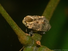 Brachyphyes thoracicus