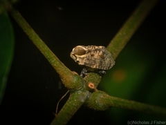 Brachyphyes thoracicus