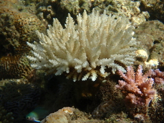 Acroporidae