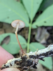 Marasmius sullivantii