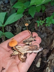 Marasmius sullivantii