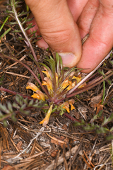 Pedicularis semibarbata