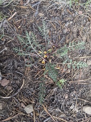 Pedicularis semibarbata