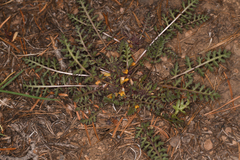 Pedicularis semibarbata