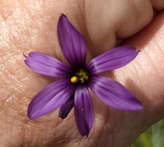 Sisyrinchium hitchcockii