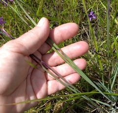 Sisyrinchium hitchcockii