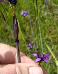 Sisyrinchium hitchcockii