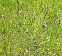 Sisyrinchium hitchcockii