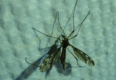 Tipula fuliginosa