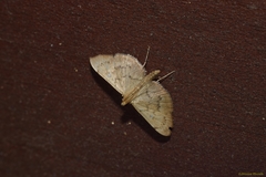 Geshna cannalis