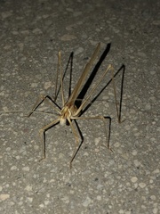 Arethaea brevicauda