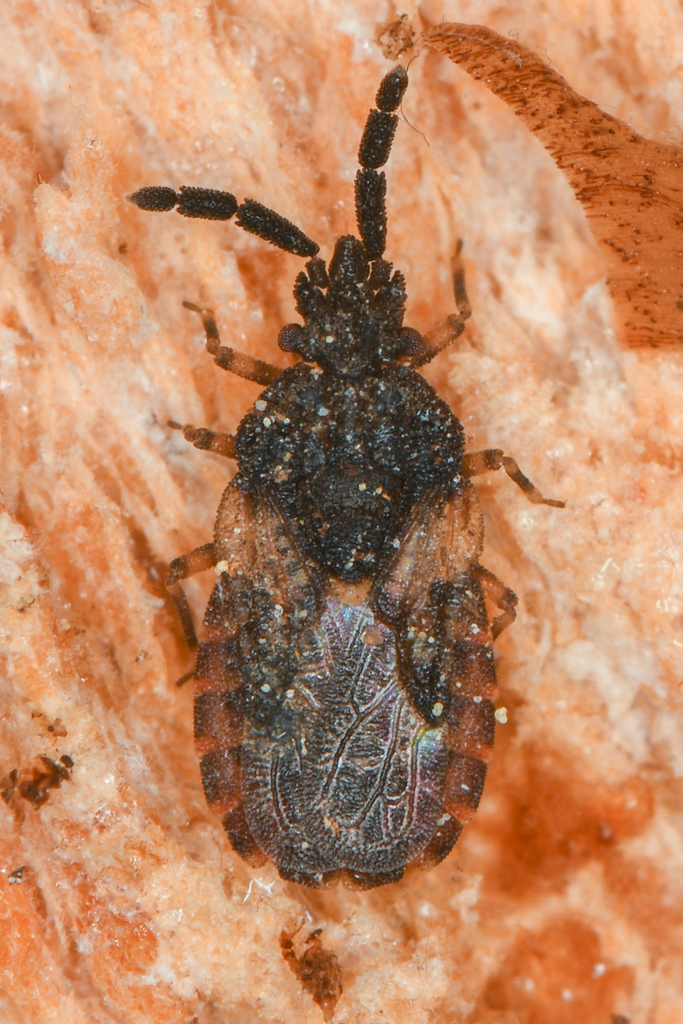 Aradus behrensi