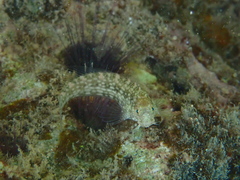 Salarias alboguttatus