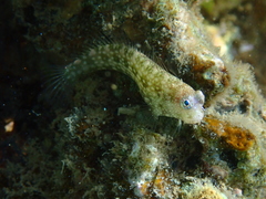 Salarias alboguttatus