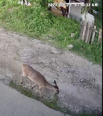 Odocoileus virginianus