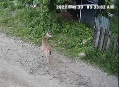 Odocoileus virginianus