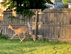 Odocoileus virginianus