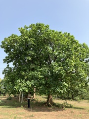 Madhuca longifolia
