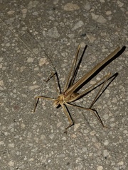 Arethaea brevicauda