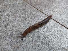 Meghimatium bilineatum