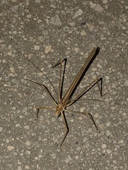 Arethaea brevicauda