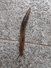 Meghimatium bilineatum