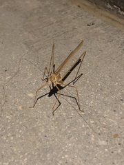 Arethaea brevicauda