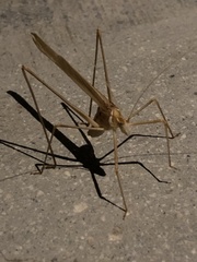 Arethaea brevicauda