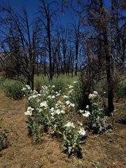 Argemone munita