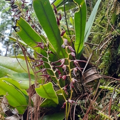Stelis megachlamys