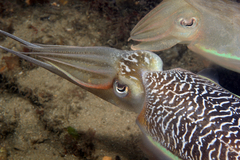 Sepia plangon