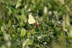 Colotis amata