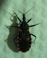 Triatoma sanguisuga