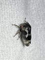 Cyrtolobus pallidifrontis