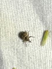 Conotrachelus recessus