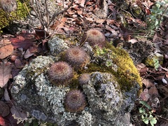 Mammillaria rhodantha
