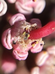 Euphorbia radians