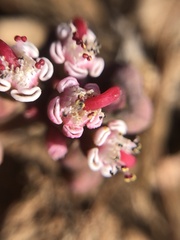 Euphorbia radians
