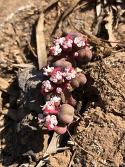 Euphorbia radians