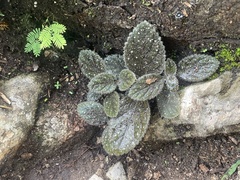 Gloxinia erinoides