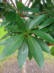 Xanthostemon chrysanthus
