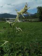 Koenigia alpina