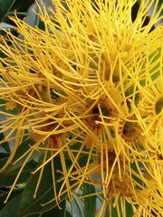Xanthostemon chrysanthus