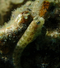 Salarias alboguttatus